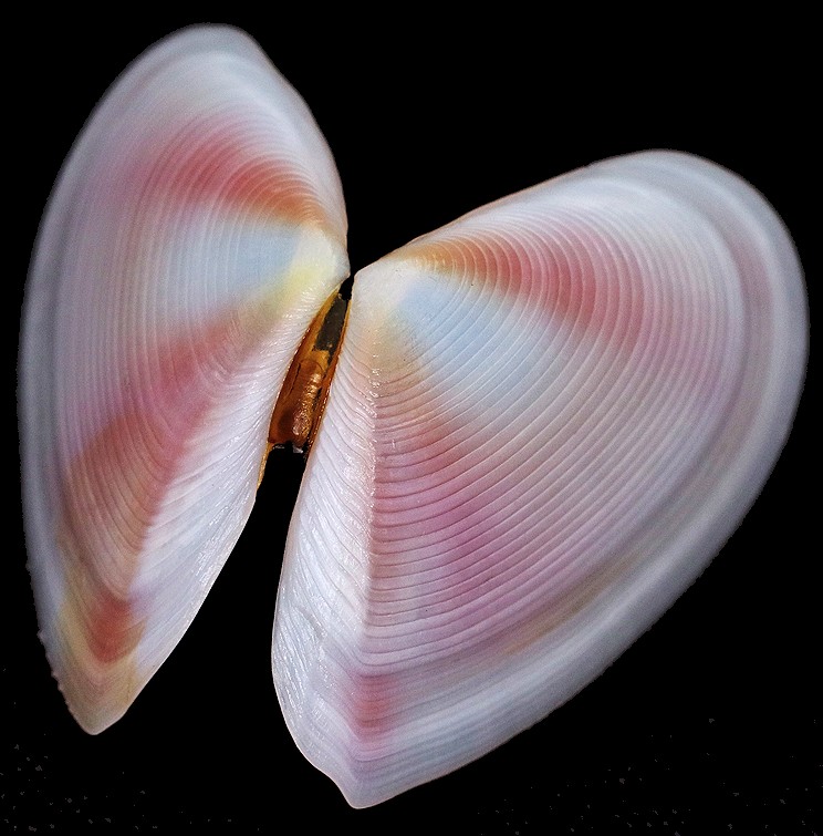 Eurytellina tayloriana (G. B.Sowerby II, 1867)