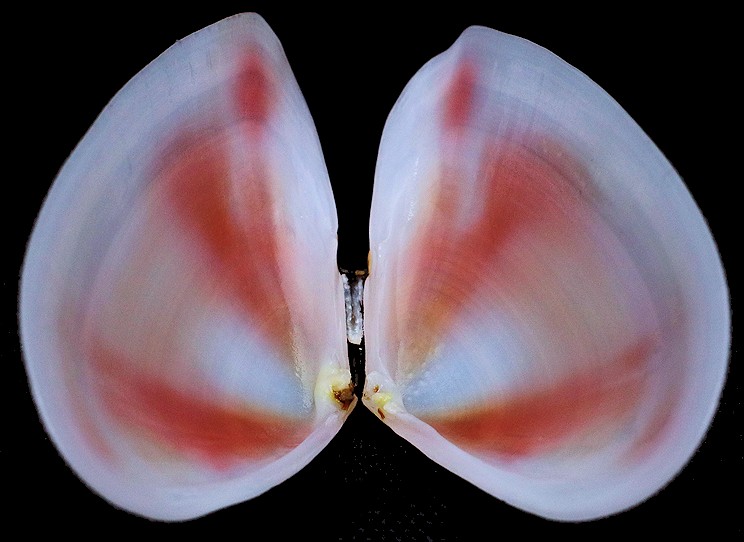 Eurytellina tayloriana (G. B.Sowerby II, 1867)