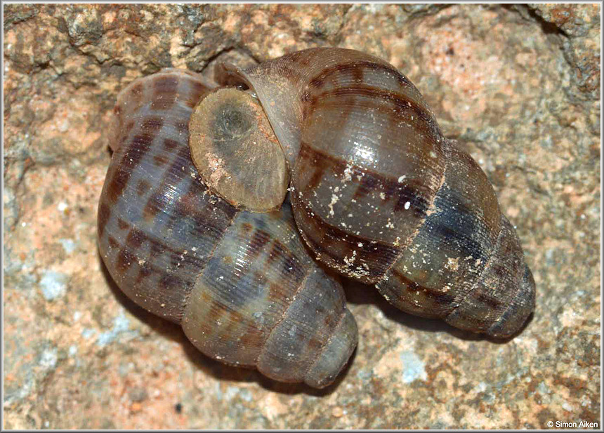 Chondropoma marmoreum Watters and Duffy, 2010 Mating