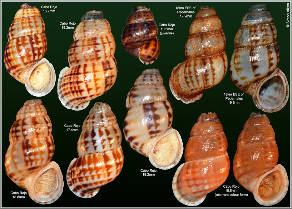 Chondropoma marmoreum Watters and Duffy, 2010