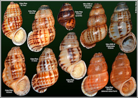 Chondropoma marmoreum Watters and Duffy, 2010