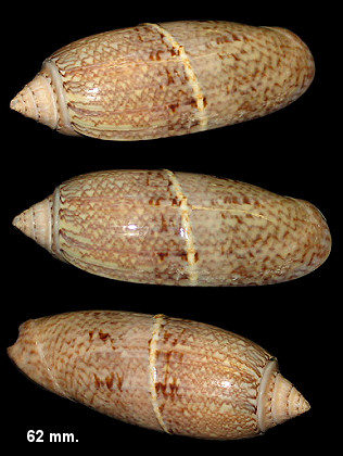 Oliva sayana Ravenel, 1834 Corded Form