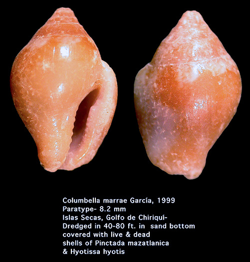 Columbella marrae García, 1999 (paratype)
