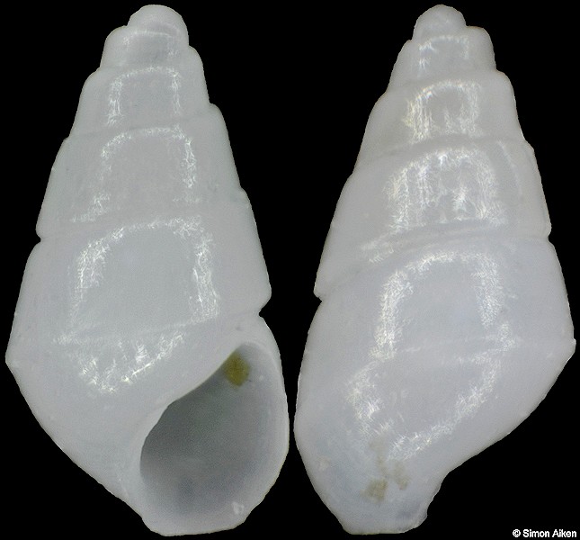 Marginodostomia suturamarginata (Nomura, 1936)