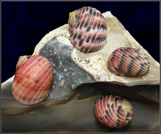 Nerita versicolor Gmelin, 1791Four-tooth Nerite