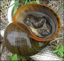 Aquatic center lake Pomacea with no operculum (10/11/2006)