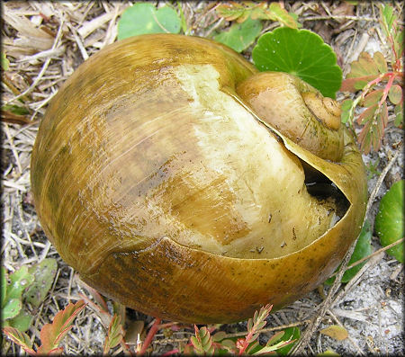 Aquatic center lake Pomacea maculata attack survivor 