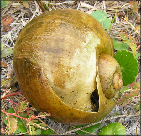 Aquatic center lake Pomacea maculata attack survivor 