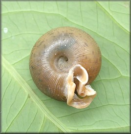 Daedalochila auriculata (Say, 1818) Ocala Liptooth