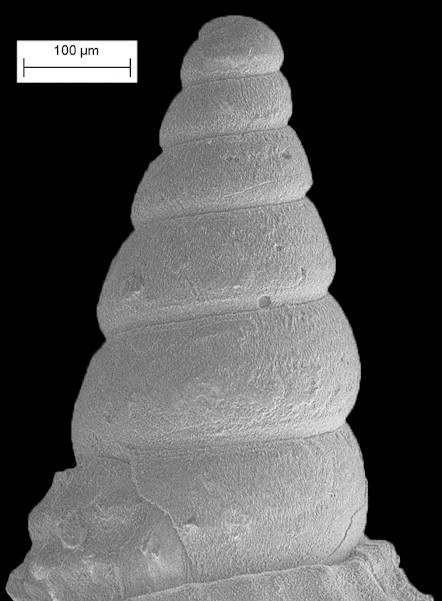 Cerithiopsis academicorum Roln and Espinopsa, 1995