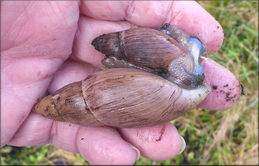 Euglandina rosea (Frussac, 1821) Mating In Situ