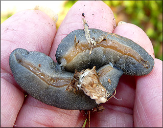 Belocaulus angustipes (Heynemann, 1885) Black-velvet Leatherleaf Mating