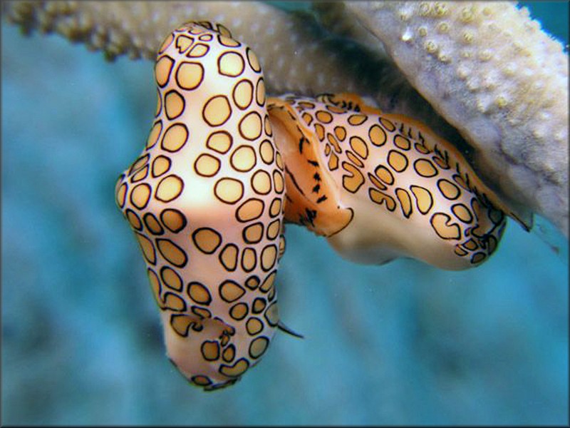 Cyphoma gibbosum (Linnaeus, 1758) Flamingo Tongue Probably Mating