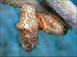 Cyphoma gibbosum (Linnaeus, 1758) Flamingo Tongue Probably Mating