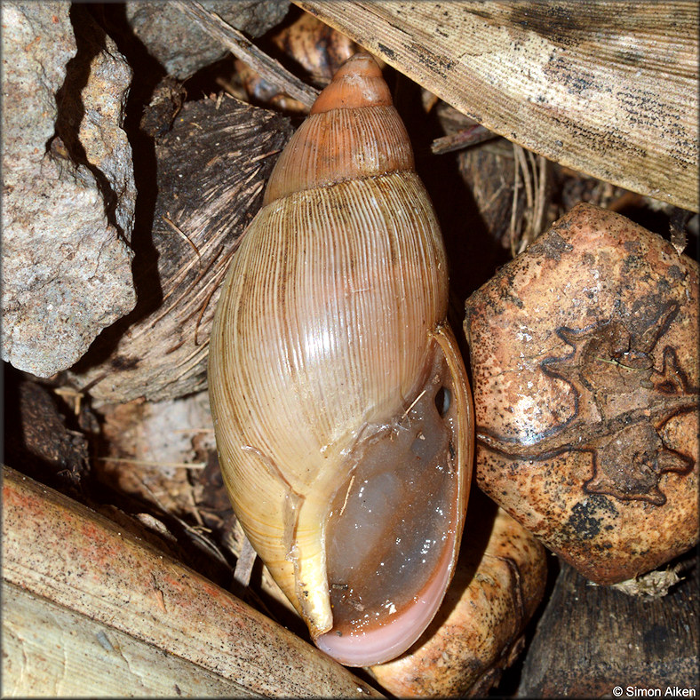 Euglandina rosea (Frussac, 1821) Rosy Wolfsnail - Mauritius Introduction