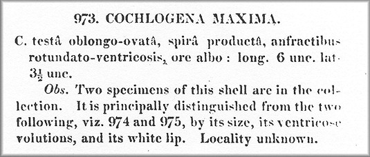 Original description of this species (as Cochlogena maxima) from the "Tankerville Catalogue:" Appendix p. vii (see citation below).