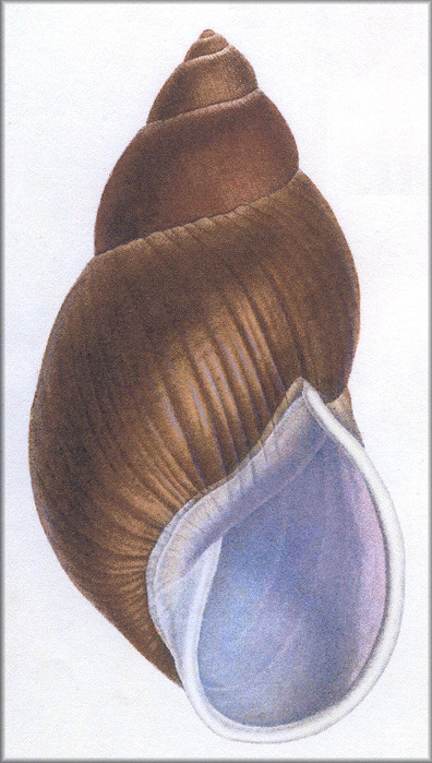 Megalobulimus kremnoica (d'Orbigny, 1836: pl. 35 fig. 2)
