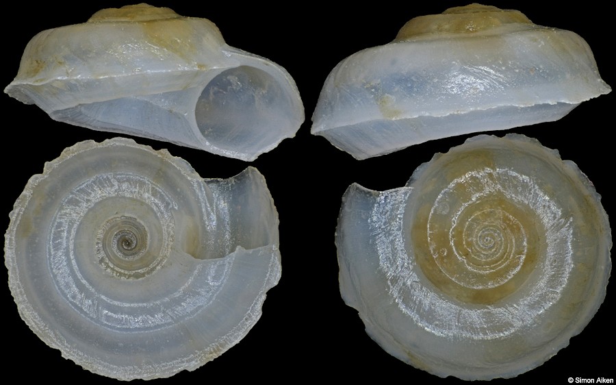 Cyclostremiscus species