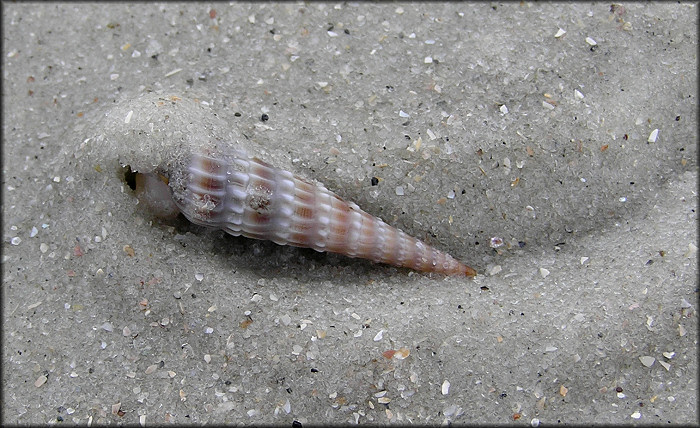 Neoterebra dislocata (Say, 1822) Eastern Auger In Situ