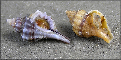 Urosalpinx cinerea (Say, 1822) Atlantic Oyster Drill Juvenile