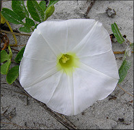 Ipomoea imperati Beach Morning Glory