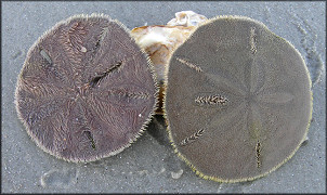 Mellita quinquiesperforata (Leske, 1778) Five-slotted Sand Dollar