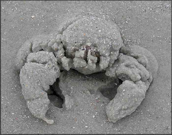 Persephona mediterranea Mottled Purse Crab