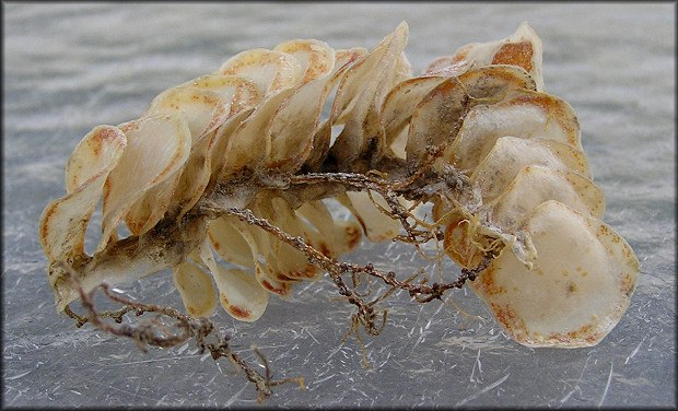 Melongena corona (Gmelin, 1791) Egg Capsules