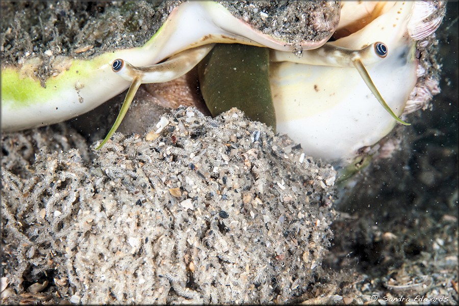 Lobatus costatus (Gmelin, 1791) Milk Conch Depositing Eggs