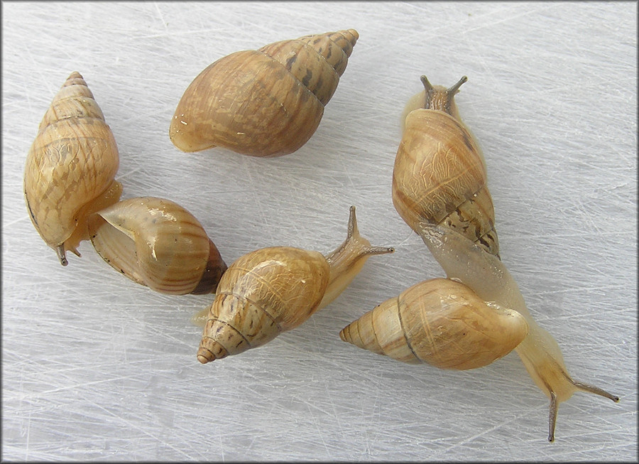 Bulimulus sporadicus (d’Orbigny, 1835)