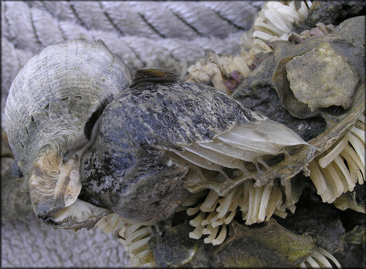 Melongena corona (Gmelin, 1791) Depositing Egg Capsules