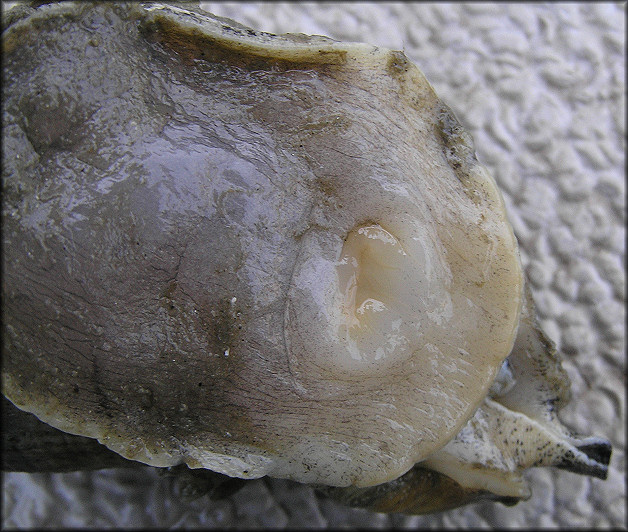 Melongena corona (Gmelin, 1791) Egg Depositing Organ (distal oviduct)