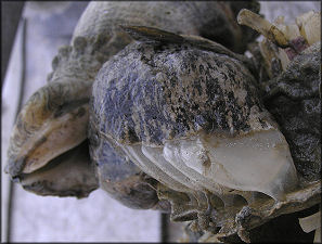 Melongena corona Depositing Egg Capsules