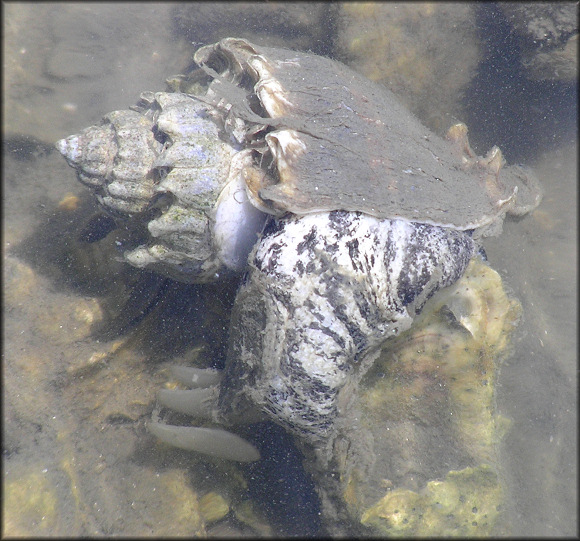 Melongena corona (Gmelin, 1791) Depositing Egg Capsules