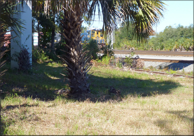 Bulimulus sporadicus (d’Orbigny, 1835) Habitat At Mc Quade Street Railroad Crossing