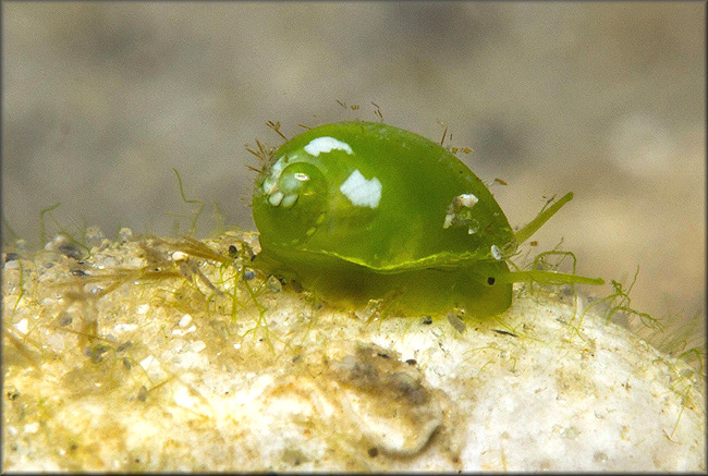 Smaragdia viridis (Linnaeus, 1758) Emerald Nerite