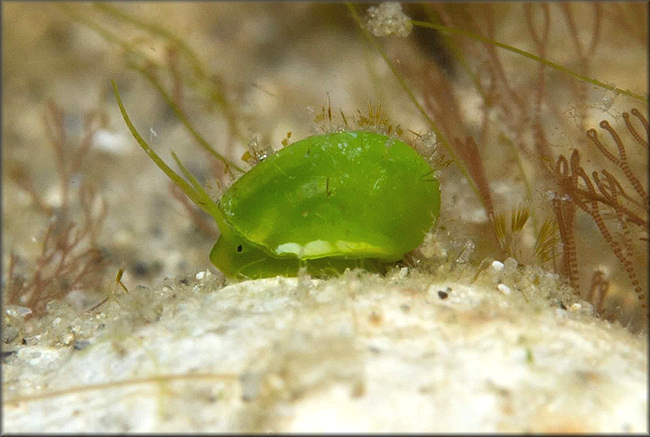 Smaragdia viridis (Linnaeus, 1758) Emerald Nerite