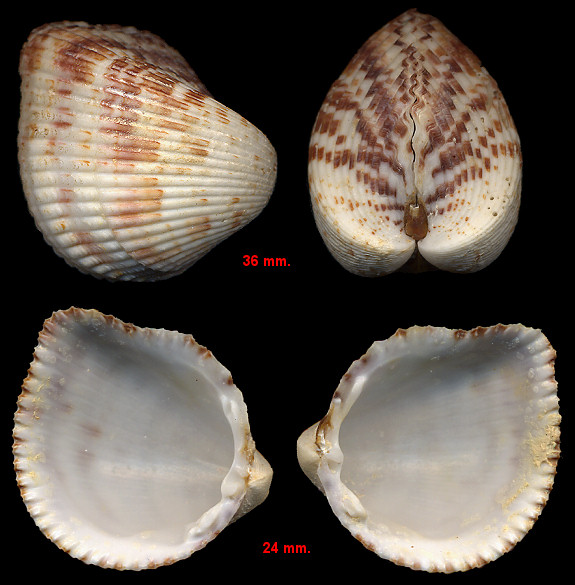 Americardia media (Linnaeus, 1758) Atlantic Strawberry-cockle