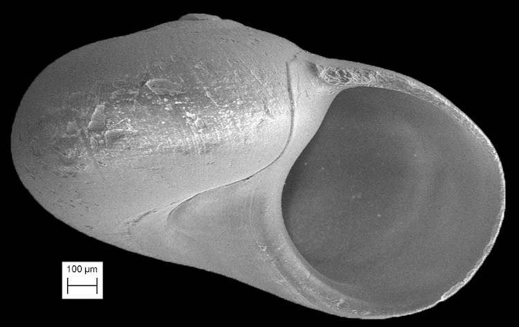  Teinostoma megastoma (C. B. Adams, 1850) Big-mouth Vitrinella