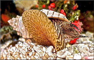 Cancellaria cooperii  Gabb, 1865