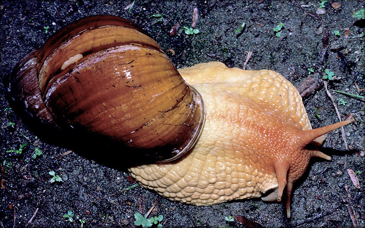 Megalobulimus cf. maximus (G. B. Sowerby II, 1825) sensu Pilsbry, 1895