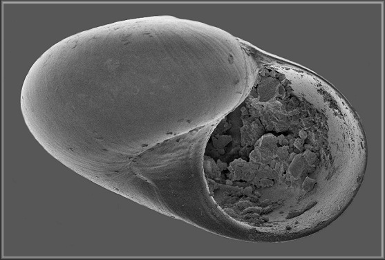 Teinostoma megastoma (C. B. Adams, 1850) Big-mouth Vitrinella