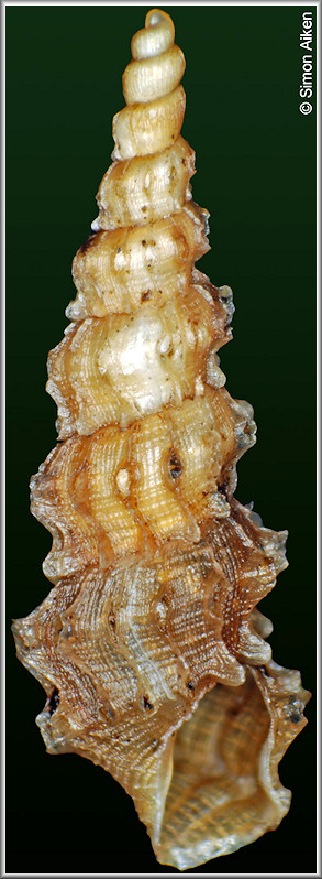 Melaniella acuticostata (d'Orbigny, 1842)