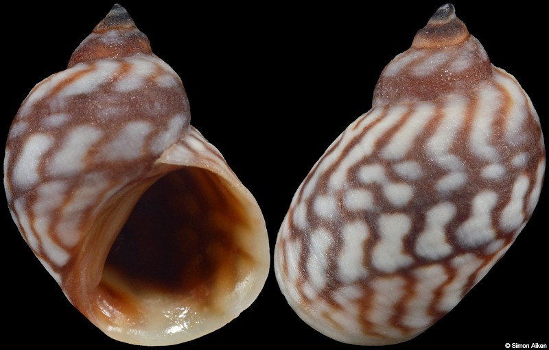 Echinolittorina melanacme (E. A. Smith, 1876)