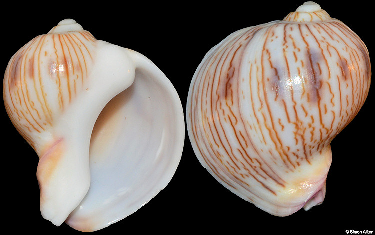 Melapium lineatum (Lamarck, 1822)