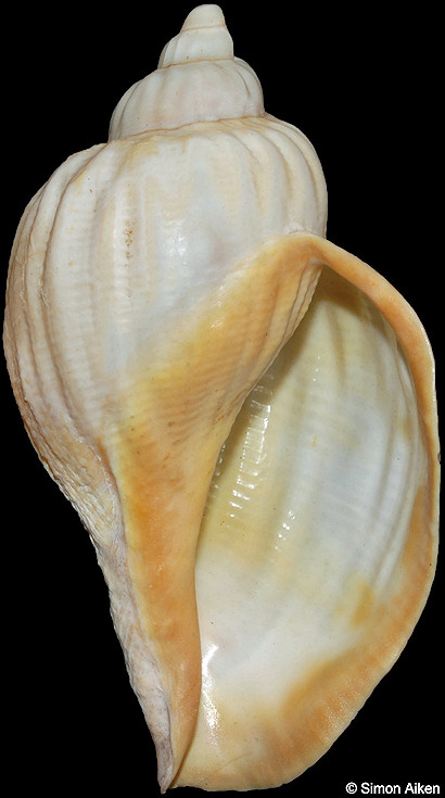 Pyrulofusus melonis (Dall, 1891)