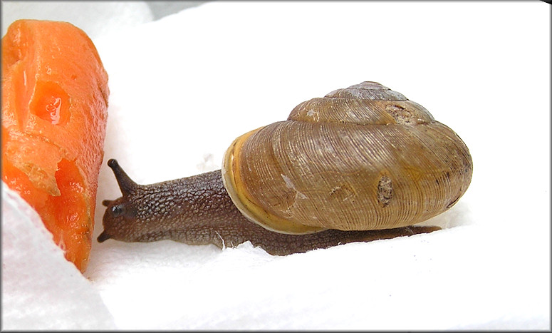 Mesodon thyroidus (Say, 1817) White-lip Globe