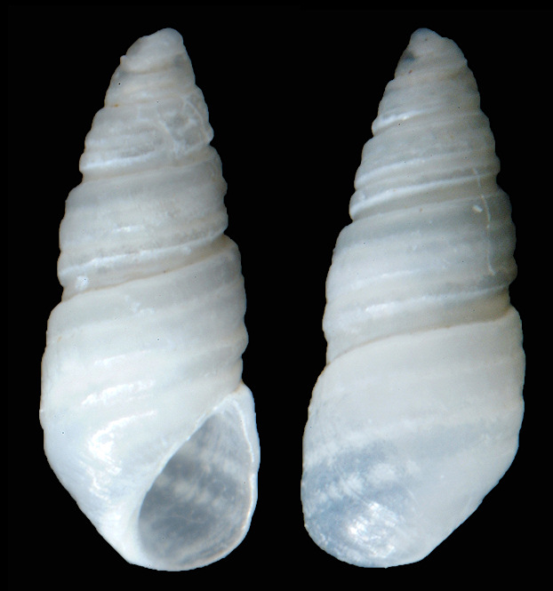 Oscilla somersi (A. E. Verrill and Bush, 1900)