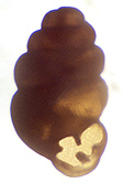 Vertigo meramecensis Van Devender, 1979 (2.0 mm.)