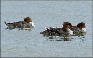 Mergus serrator Red-breasted Merganser